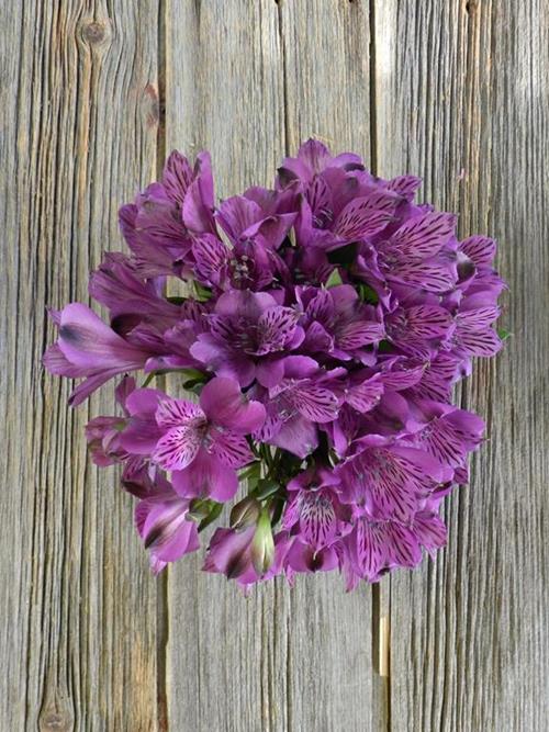 Wholesale Palermo Purple Alstroemeria Delivered Online FlowerFarm